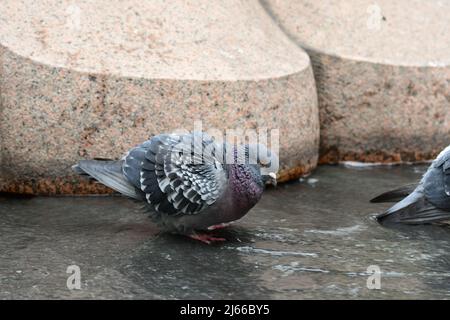 Piccioni urbani in fontana Foto Stock