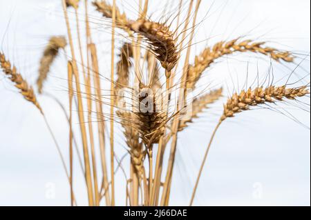 Spighe di grano, e il cielo sullo sfondo. Prezzo, carenza e coltivazione di grano Foto Stock