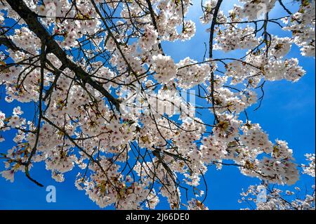 Mandelbluete, Mandelbaum (Prunus dulcis) auf dem St.-Mang-Platz, Kempten, Allgaeu, Bayern, Deutschland Foto Stock