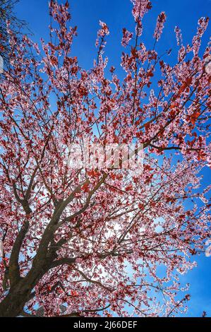 Mandelbluete, Mandelbaum (Prunus dulcis) auf dem St.-Mang-Platz, Kempten, Allgaeu, Bayern, Deutschland Foto Stock