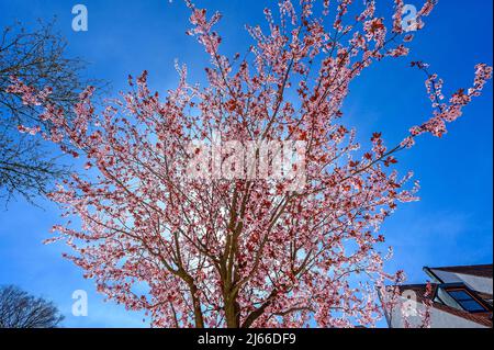 Mandelbluete, Mandelbaum (Prunus dulcis) auf dem St.-Mang-Platz, Kempten, Allgaeu, Bayern, Deutschland Foto Stock