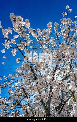 Mandelbluete, Mandelbaum (Prunus dulcis) auf dem St.-Mang-Platz, Kempten, Allgaeu, Bayern, Deutschland Foto Stock