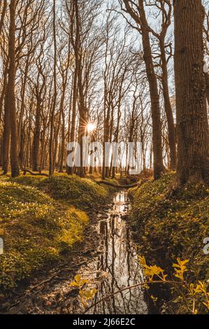 Sonnenuntergang und laenger werdende Schatten im Gespensterwald an der Ostsee, Ostseebad Nienhagen, Mecklenburg-Vorpommern, Deutschland Foto Stock