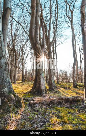 Sonnenuntergang und laenger werdende Schatten im Gespensterwald an der Ostsee, Ostseebad Nienhagen, Mecklenburg-Vorpommern, Deutschland Foto Stock