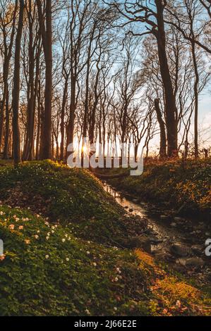 Sonnenuntergang und laenger werdende Schatten im Gespensterwald an der Ostsee, Ostseebad Nienhagen, Mecklenburg-Vorpommern, Deutschland Foto Stock