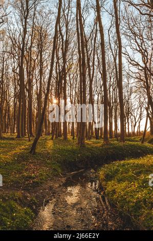 Sonnenuntergang und laenger werdende Schatten im Gespensterwald an der Ostsee, Ostseebad Nienhagen, Mecklenburg-Vorpommern, Deutschland Foto Stock