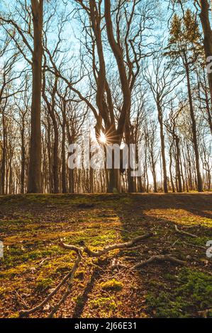 Sonnenuntergang und laenger werdende Schatten im Gespensterwald an der Ostsee, Ostseebad Nienhagen, Mecklenburg-Vorpommern, Deutschland Foto Stock