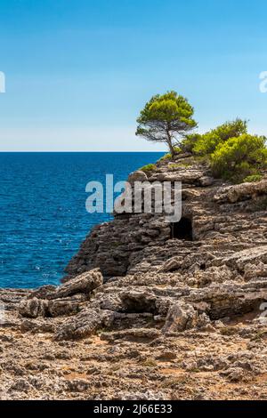 Einsamer Baum oberhalb einer alten Hoehlenwohnung, Cala Turqueta, Ciutadella, Minorca, Baleari, Spagnolo Foto Stock