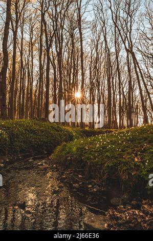 Sonnenuntergang und laenger werdende Schatten im Gespensterwald an der Ostsee, Ostseebad Nienhagen, Mecklenburg-Vorpommern, Deutschland Foto Stock