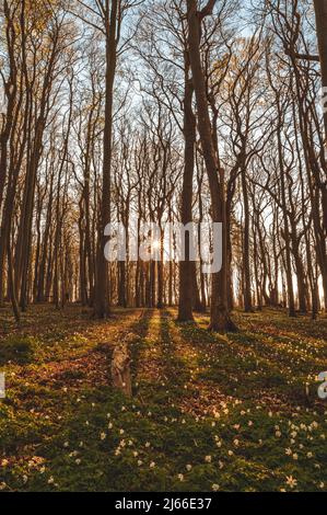 Sonnenuntergang und laenger werdende Schatten im Gespensterwald an der Ostsee, Ostseebad Nienhagen, Mecklenburg-Vorpommern, Deutschland Foto Stock