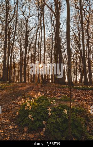 Sonnenuntergang und laenger werdende Schatten im Gespensterwald an der Ostsee, Ostseebad Nienhagen, Mecklenburg-Vorpommern, Deutschland Foto Stock