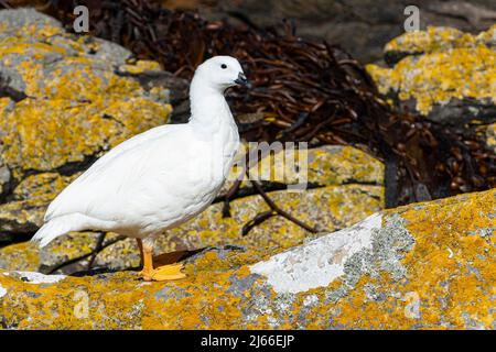 Kelpgans oder Tanggans (Chloephaga hybrid), adultes Maennchen, Isola della carcassa, Falklandinseln Foto Stock