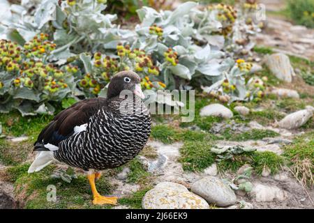 Kelpgans oder Tanggans (Chloephaga hybrid), adultes Weibchen, Isola della carcassa, Falklandinseln Foto Stock