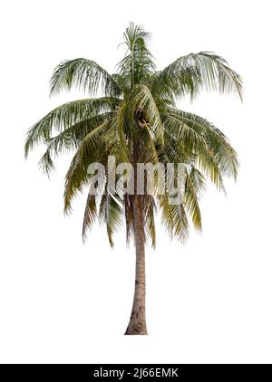 L'albero di cocco isola su sfondo bianco, Salva tracciato di ritaglio. Foto Stock