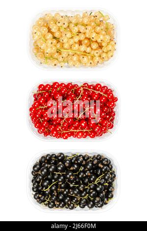 Varianti di bacche di ribes, in contenitori di plastica. Ribes bianco, ribes rosso e ribes nero, frutti sferici di Ribes. Foto Stock