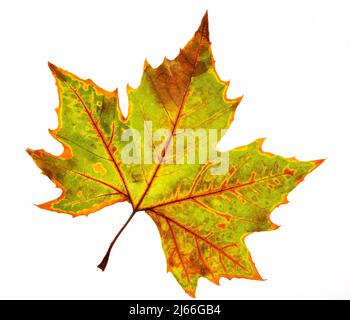 Herbstlich verfaerbtes Spitzahornblatt, Spitzahorn (Acer platanoides), Studioaufnahme Foto Stock