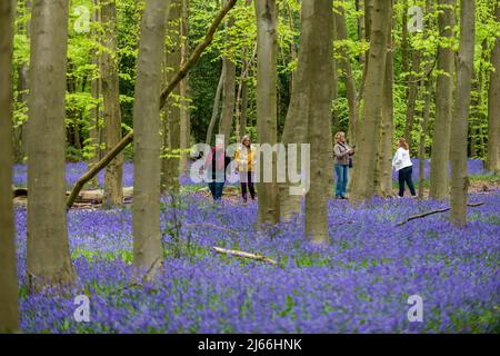 Chorleywood, Regno Unito. 28 aprile 2022. Tempo UK: Un gruppo di escursionisti si trova su un percorso tra i bluebells nativi (Hyacinthoides non-scripta) fiorendo in Philishill Wood vicino Chorleywood, in anticipo rispetto al fine settimana di festa della Banca di inizio maggio. Quest'anno, tronchi e rami di alberi sono stati stabiliti da entrambi i lati dei sentieri dal Woodland Trust per scoraggiare persone e cani dal calpestare i fiori delicati. Il bluebell nativo è protetto sotto il Wildlife and Countryside Act (1981), il che significa che i fiori non possono essere raccolti e i bulbi non possono essere scavati. Credit: Stephen Chung / Alamy Live News Foto Stock