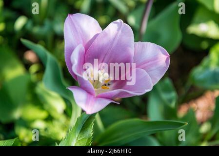 Tulip 'Mystic Mistress' Foto Stock