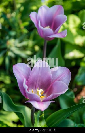 Tulip 'Mystic Mistress' Foto Stock