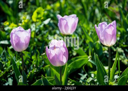 Tulip 'Kansas orgoglioso' Foto Stock