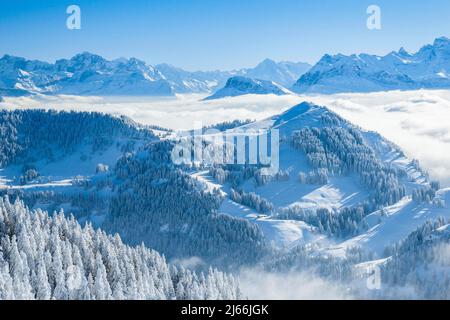 Aussicht von der Rigi mit Nebelmeer sowie frisch verschneiten Fichten und den Unrer Alpen, Kanton Schwyz, Schweiz Foto Stock