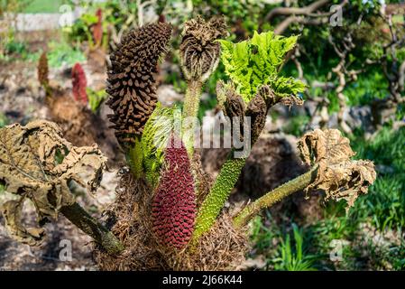 Gunnera tinctoria, conosciuta come rabarbaro gigante o rabarbaro cileno, Foto Stock