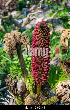 Gunnera tinctoria, conosciuta come rabarbaro gigante o rabarbaro cileno, Foto Stock