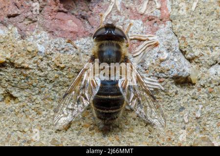 Mosca con drone affusolato (Eristalis pertinax) Foto Stock