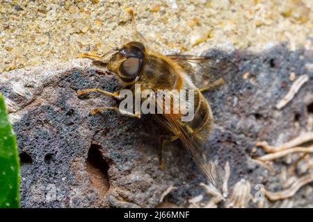 Mosca con drone affusolato (Eristalis pertinax) Foto Stock