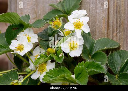 Fiori di fragola che crescono in un contenitore Foto Stock
