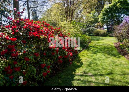 Rhododendron Elizabeth Group a Battleston Hill, Wisley Garden, Surrey, Inghilterra, Regno Unito Foto Stock