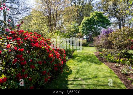 Rhododendron Elizabeth Group a Battleston Hill, Wisley Garden, Surrey, Inghilterra, Regno Unito Foto Stock