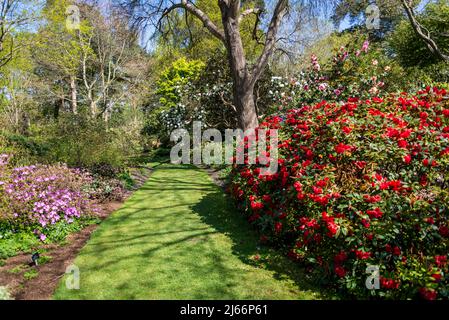 Rhododendron Elizabeth Group a Battleston Hill, Wisley Garden, Surrey, Inghilterra, Regno Unito Foto Stock