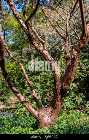 Acero Paperbark, Acer griseum AGM Foto Stock