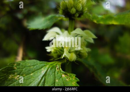 Primo piano di White Dead Nettle (album Lamium) fiori isolati su uno sfondo verde naturale Foto Stock