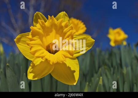 Drammatico angolo basso primo piano di giallo brillante Daffodils in giardino in un Sunny Blue Sky Day Foto Stock