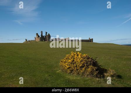 Immagine di paesaggio che mostra vicino a lontano Dunstanburgh Castello con cielo blu e cespuglio di gorse in fiore in primo piano Foto Stock