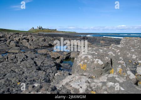 Paesaggio di un lontano castello di Dunstanburgh sulla sua cresta di Whin Sill visto dalle rocce ignee lungo la costa Foto Stock