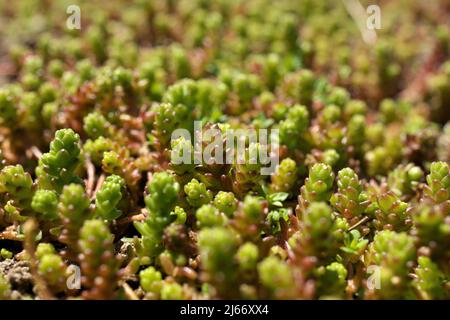 Macro di Stonecrop succulenti crescere selvaggio in primavera il giorno del sole Foto Stock