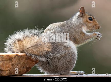 Un nibbling dello scoiattolo sul seme dell'uccello Foto Stock