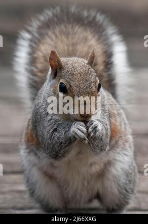 Un nibbling dello scoiattolo sul seme dell'uccello Foto Stock