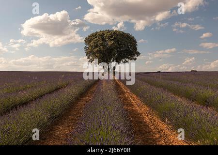 Campi di lavanda in Brihuega, provincia di Guadalajara, Spagna Foto Stock