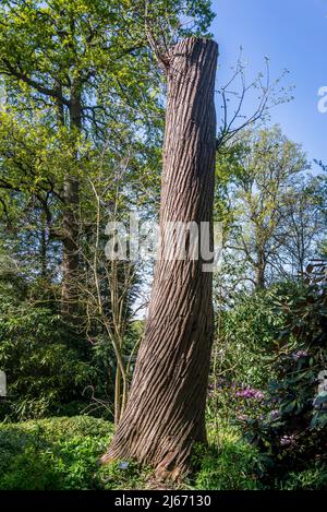 Tronco di castagno dolce, Castanea sativa Foto Stock