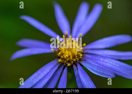 Aster fiore amellus in montagna, da vicino Foto Stock