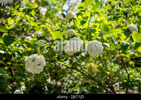 Viburnum x burkwoodii, viburno di burkwood, arbusto semi-sempreverde con fragranti fiori bianchi Foto Stock