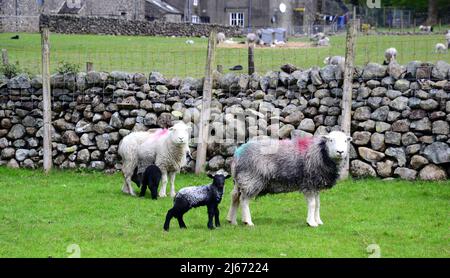 Herdwick Sheep e agnelli di nuova nascita nel Lake District, Cumbria, Inghilterra, Regno Unito, Isole britanniche, Durante la stagione primaverile della laminazione. Farmers Weekly riferisce che: "Gli auctioneers dicono la crescita dell'erba e i valori più forti dell'agnello fino ad aprile hanno contribuito a snellire i prezzi.” Il prezzo dell'agnello 2022 è ben al di sopra della media di cinque anni. Foto Stock