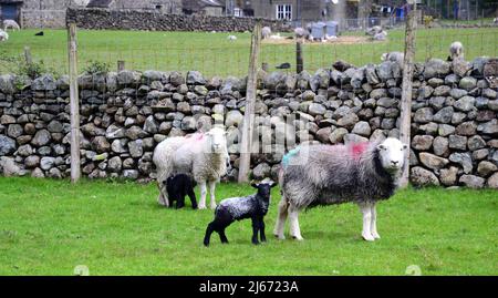 Herdwick Sheep e agnelli di nuova nascita nel Lake District, Cumbria, Inghilterra, Regno Unito, Isole britanniche, Durante la stagione primaverile della laminazione. Farmers Weekly riferisce che: "Gli auctioneers dicono la crescita dell'erba e i valori più forti dell'agnello fino ad aprile hanno contribuito a snellire i prezzi.” Il prezzo dell'agnello 2022 è ben al di sopra della media di cinque anni. Foto Stock