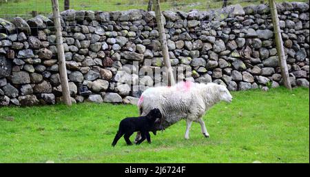 Herdwick Sheep e agnelli di nuova nascita nel Lake District, Cumbria, Inghilterra, Regno Unito, Isole britanniche, Durante la stagione primaverile della laminazione. Farmers Weekly riferisce che: "Gli auctioneers dicono la crescita dell'erba e i valori più forti dell'agnello fino ad aprile hanno contribuito a snellire i prezzi.” Il prezzo dell'agnello 2022 è ben al di sopra della media di cinque anni. Foto Stock