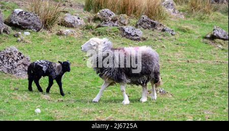 Herdwick Sheep e agnelli di nuova nascita nel Lake District, Cumbria, Inghilterra, Regno Unito, Isole britanniche, Durante la stagione primaverile della laminazione. Farmers Weekly riferisce che: "Gli auctioneers dicono la crescita dell'erba e i valori più forti dell'agnello fino ad aprile hanno contribuito a snellire i prezzi.” Il prezzo dell'agnello 2022 è ben al di sopra della media di cinque anni. Foto Stock