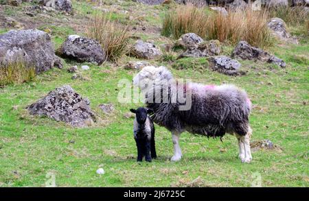 Herdwick Sheep e agnelli di nuova nascita nel Lake District, Cumbria, Inghilterra, Regno Unito, Isole britanniche, Durante la stagione primaverile della laminazione. Farmers Weekly riferisce che: "Gli auctioneers dicono la crescita dell'erba e i valori più forti dell'agnello fino ad aprile hanno contribuito a snellire i prezzi.” Il prezzo dell'agnello 2022 è ben al di sopra della media di cinque anni. Foto Stock